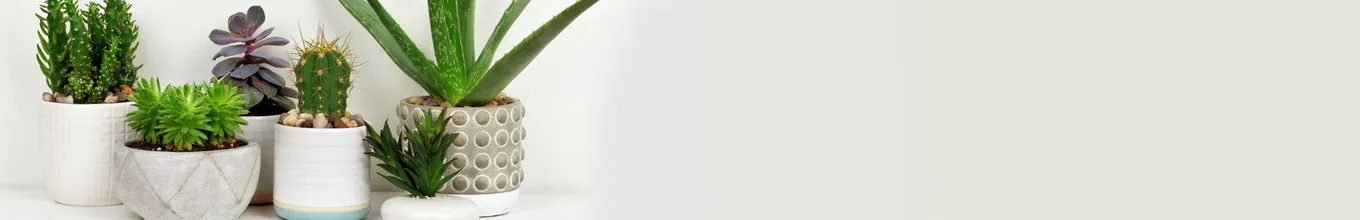 Live Plants for Corporate