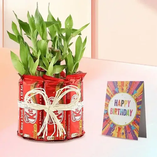 Wonderful Lucky Bamboo Plant with Kitkat Arrangement