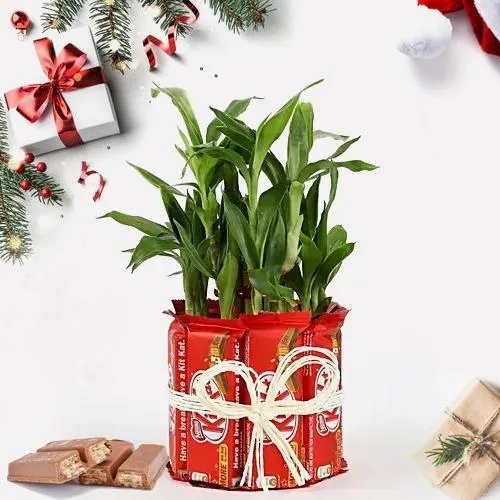 Wonderful Lucky Bamboo Plant with Kitkat Arrangement