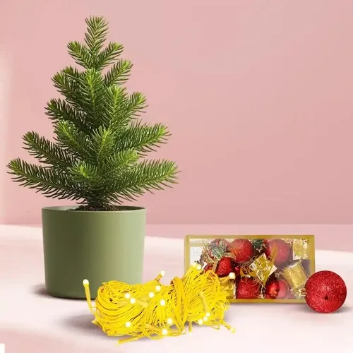 Marvelous Plants Gift Combo