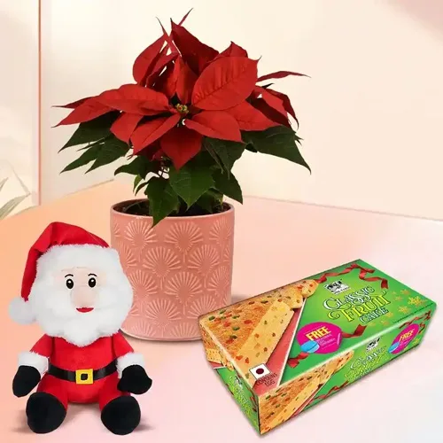 Exotic Plants Gift Combo for Christmas