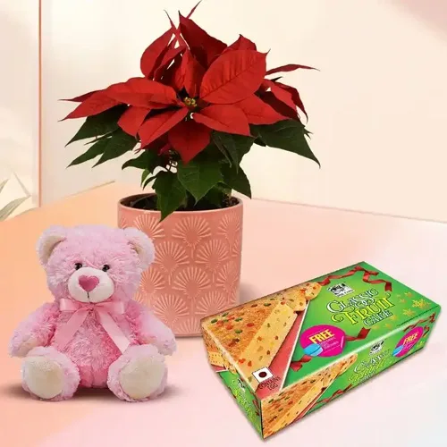 Exotic Plants Gift Combo for New Year