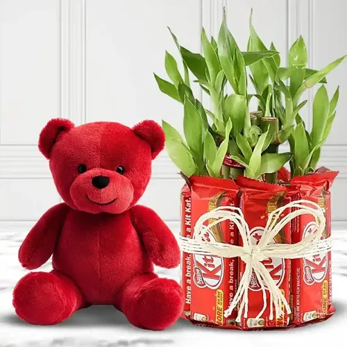 Classy V-day Special Gift of Chocolates, Teddy n Lucky Bamboo Plant