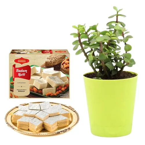 Badam Katli from Bikanervalas with Jade Plant in Plastic Pot