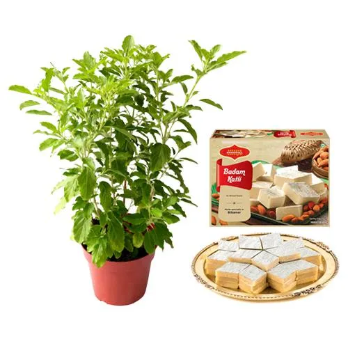 Badam Katli from Bikanervalas with Tulsi Plant