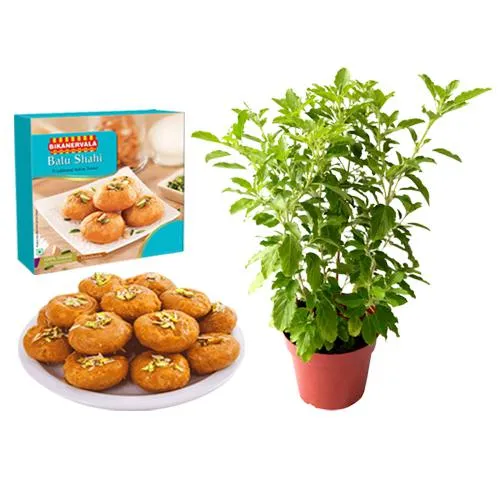 Balushahi from Bikanervalas with Tulsi Plant	