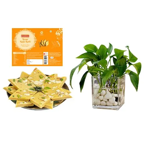 Bikanervalas Kaju Kesar Katli with Money Plant in Glass Pot	