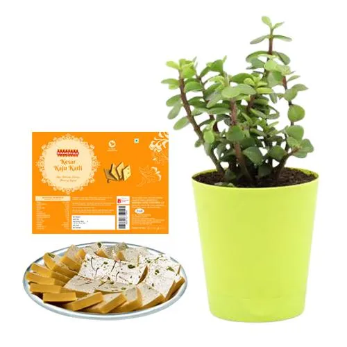 Bikanervalas Kaju Kesar Katli with Jade Plant in Plastic Pot	