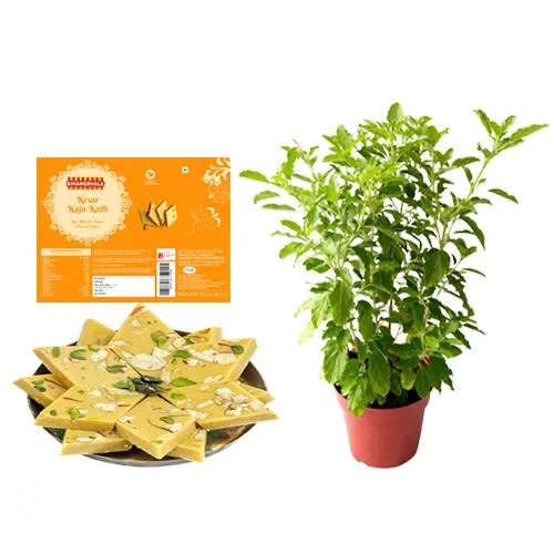 Bikanervalas Kaju Kesar Katli with Tulsi Plant	