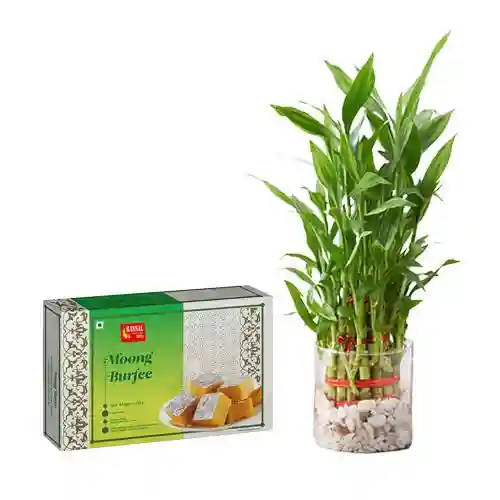 Moong Dal Burfi with 3 Tier Lucky Bamboo Plant