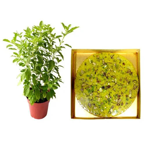 Badam Rotlo from Kandoi Bhogilal Mulchand with a Tulsi Plant