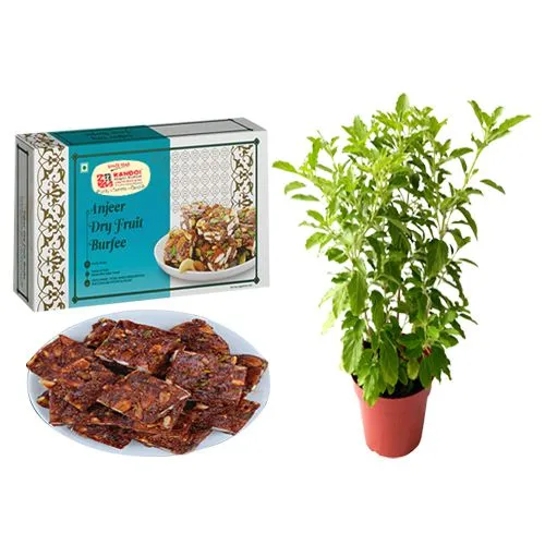 Khajur Anjeer Bite from Kandoi Bhogilal Mulchand with a Tulsi Plant