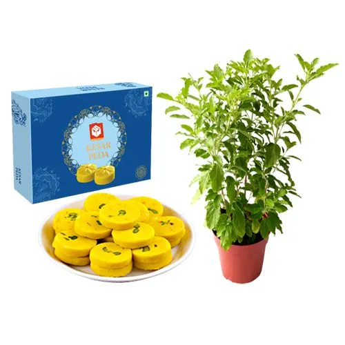 Kesar Mewa Peda from Mohanlals Mithaiwala with a Tulsi Plant