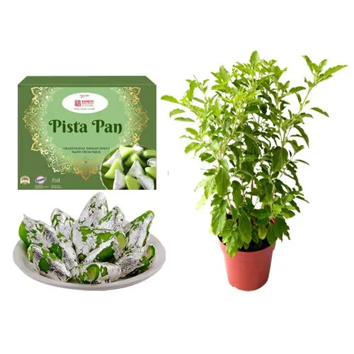 Pista Pan from Kandoi Bhogilal Mulchand with a Tulsi Plant
