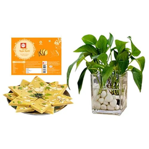 Kesar Kaju Katli from Mohanlals Mithaiwala with a Money Plant in Glass Pot