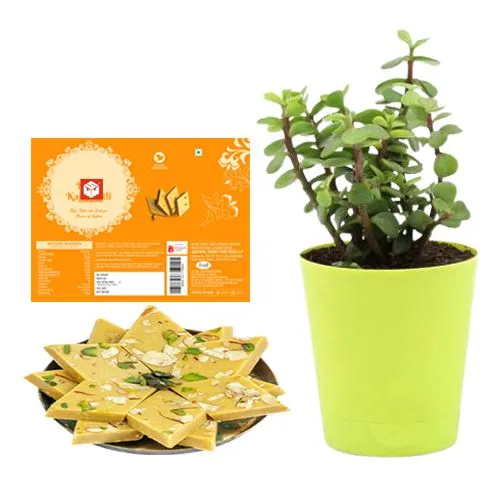 Kesar Kaju Katli from Mohanlals Mithaiwala with a Jade Plant in Plastic Pot