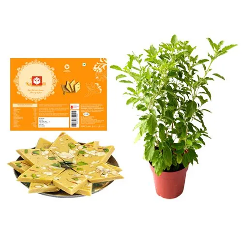 Kesar Kaju Katli from Mohanlals Mithaiwala with a Tulsi Plant