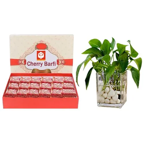 Cherry Barfi from Mohanlals Mithaiwala with a Money Plant in Glass Pot