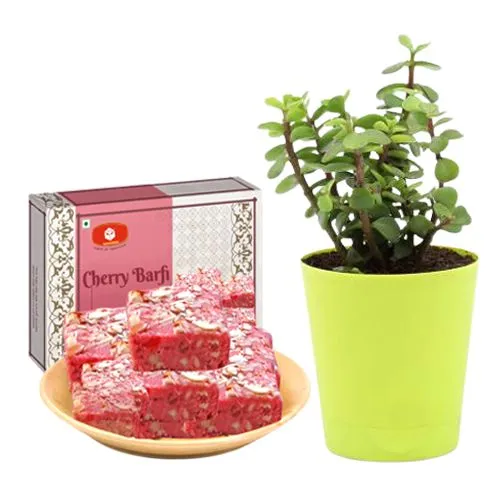 Cherry Barfi from Mohanlals Mithaiwala with a Jade Plant in Plastic Pot