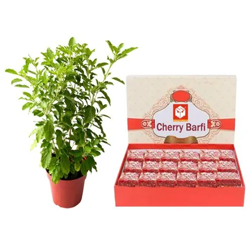 Cherry Barfi from Mohanlals Mithaiwala with a Tulsi Plant
