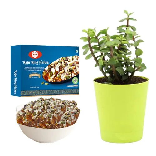 Kaju King Halwa from Mohanlals Mithaiwala with a Jade Plant in Plastic Pot