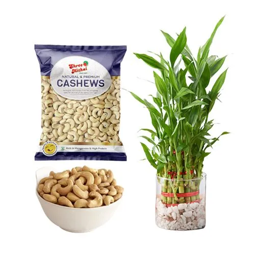 Kaju King from Shree Mithai with Lucky Bamboo Plant