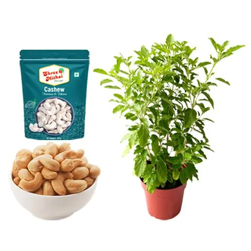 Kaju King from Shree Mithai with a Tulsi Plant