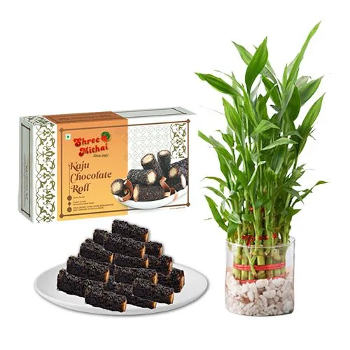 Kaju Choco Roll from Shree Mithai with Lucky Bamboo Plant