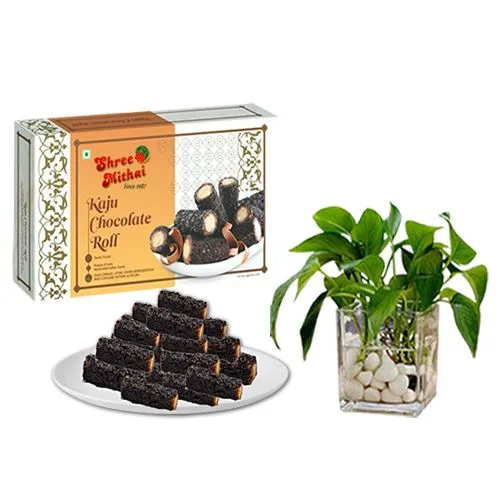 Kaju Choco Roll from Shree Mithai with a Money Plant in Glass Pot