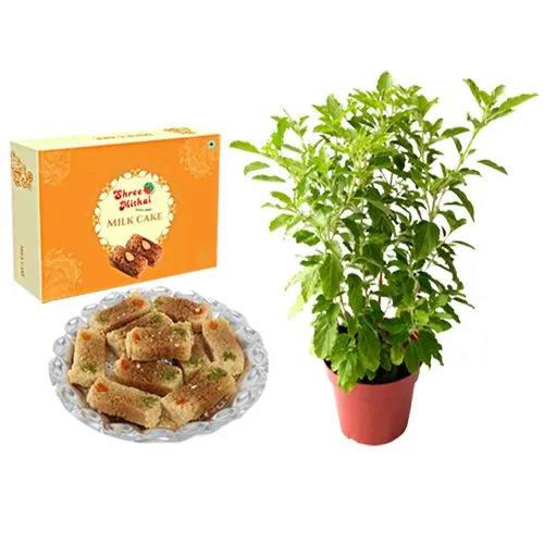 Milk Cake from Shree Mithai with a Tulsi Plant