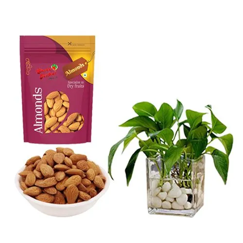 Royal Almond Treat from Shree Mithai with Money Plant in Glass Pot