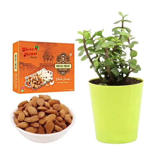 Royal Almond Treat from Shree Mithai with Jade Plant in Plastic Pot