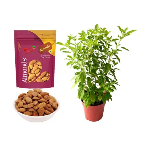 Royal Almond Treat from Shree Mithai with a Tulsi Plant
