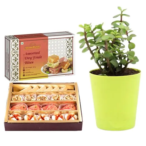 Assorted Sweets from Adyar Ananda Bhawan with a Jade Plant in Plastic Pot