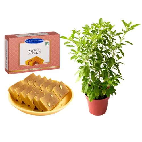 Mysurpa from Sri Krishna Sweets with a Tulsi Plant