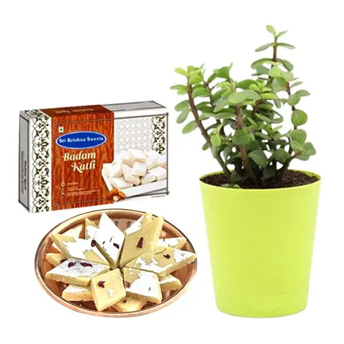 Badam Kathli from Sri Krishna Sweets with a Jade Plant in Plastic Pot