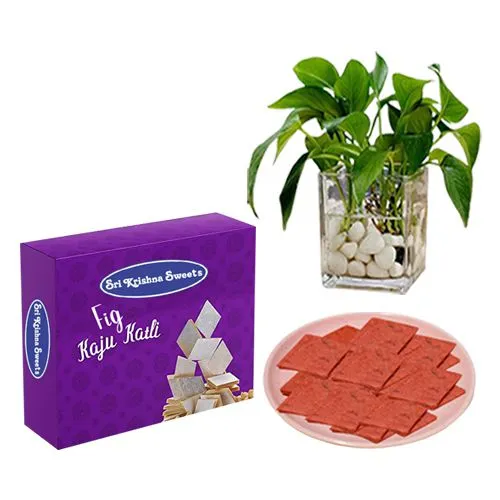 Fig Kathli from Sri Krishna Sweets with a Money Plant in Glass Pot