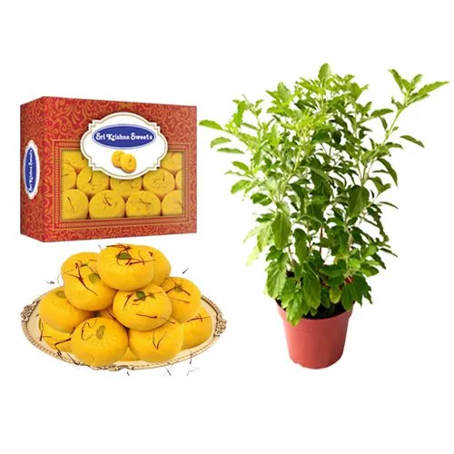Kesar Peda from Sri Krishna Sweets with a Tulsi Plant