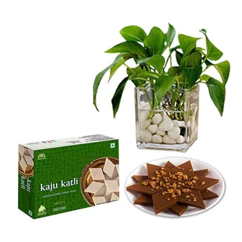 Palmsugar Kaju Kathily from Adyar Ananda Bhawan with a Money Plant in Glass Pot