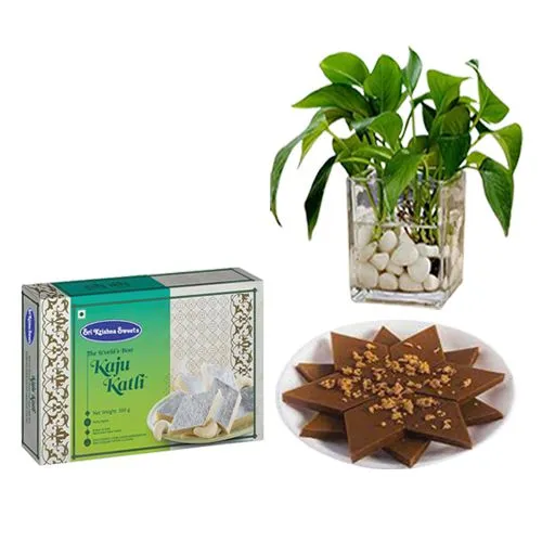 Karupatti Katli from Sri Krishna Sweets with a Money Plant in Glass Pot
