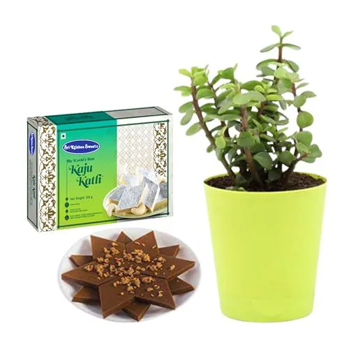 Karupatti Katli from Sri Krishna Sweets with a Jade Plant in Plastic Pot