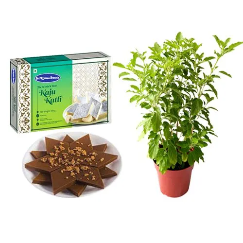 Karupatti Katli from Sri Krishna Sweets with a Tulsi Plant