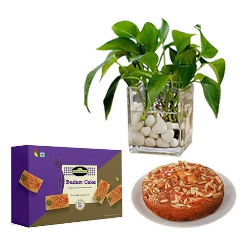 Badam Cake from Adyar Ananda Bhawan with a Money Plant in Glass Pot