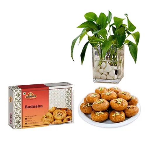 Badusha from G Pulla Reddy with Money Plant