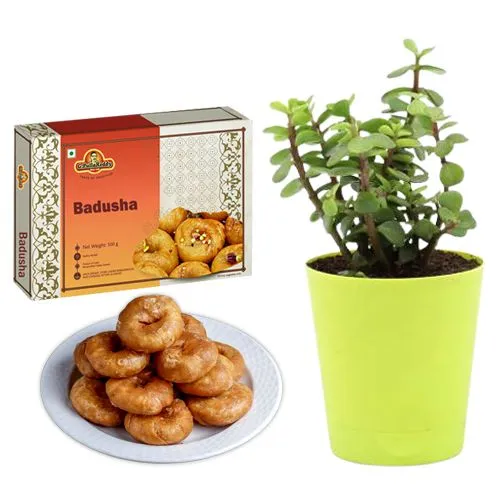 Badusha from G Pulla Reddy with Jade Plant