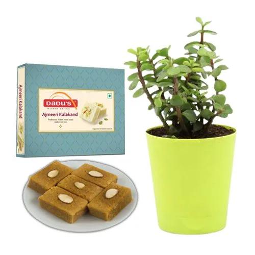 Ajmeeri Kalakand from Dadus with a Jade Plant in Plastic Pot