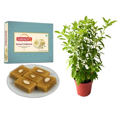Ajmeeri Kalakand from Dadus with a Tulsi Plant