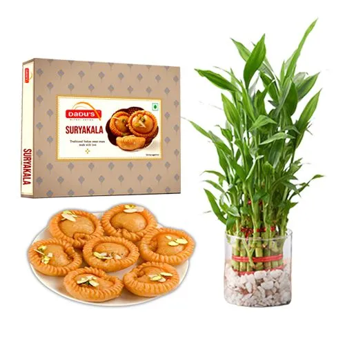 Suryakala from Dadus with Lucky Bamboo Plant