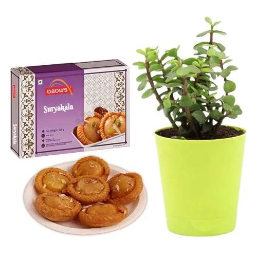 Suryakala from Dadus with a Jade Plant in Plastic Pot