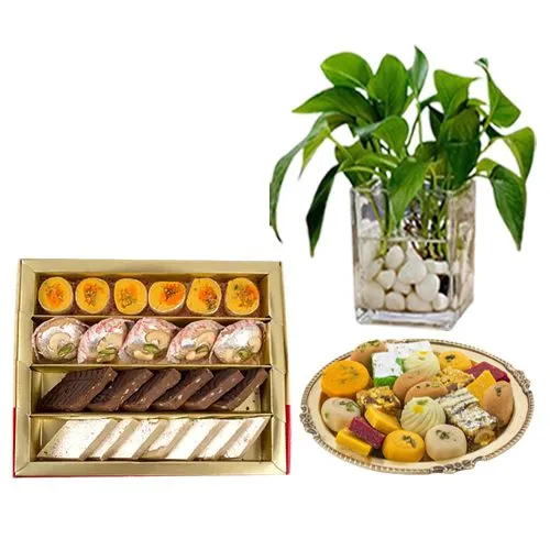 Assorted Sweets from G Pulla Reddy with a Money Plant